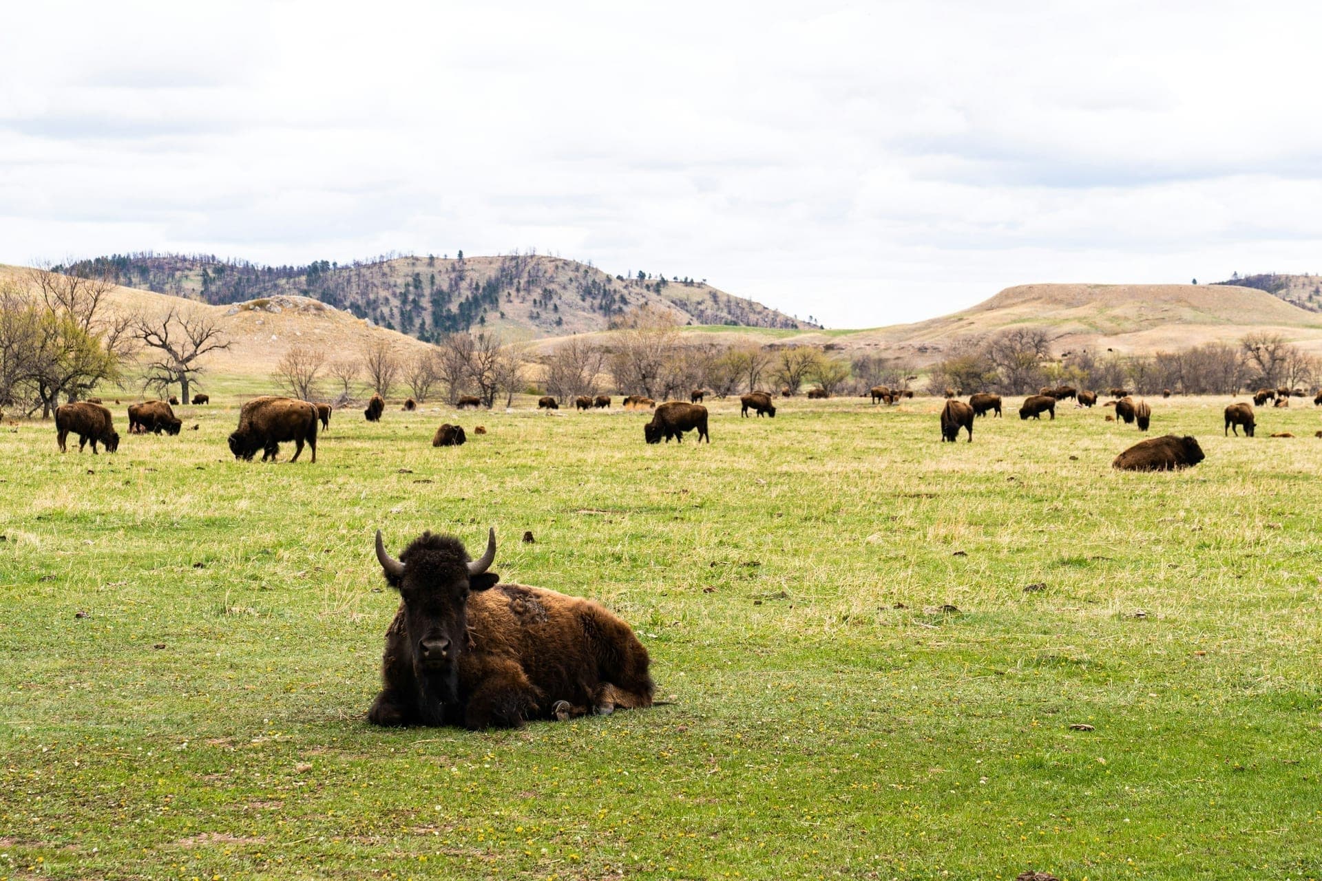 Custer, SD
