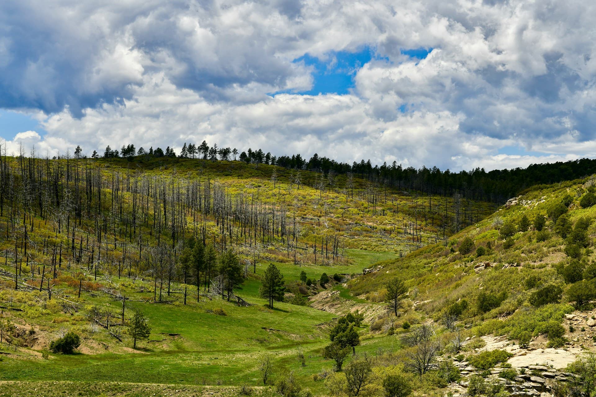 Raton, NM