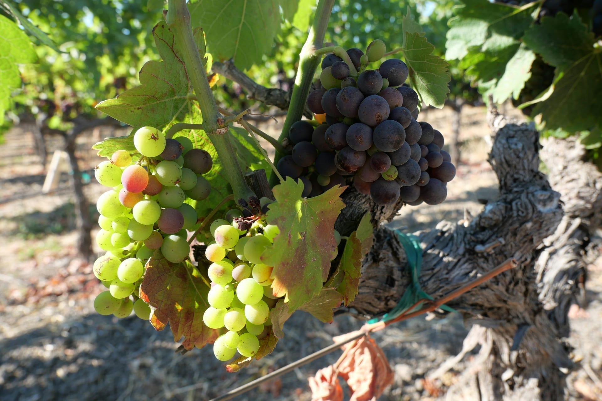 Napa, CA