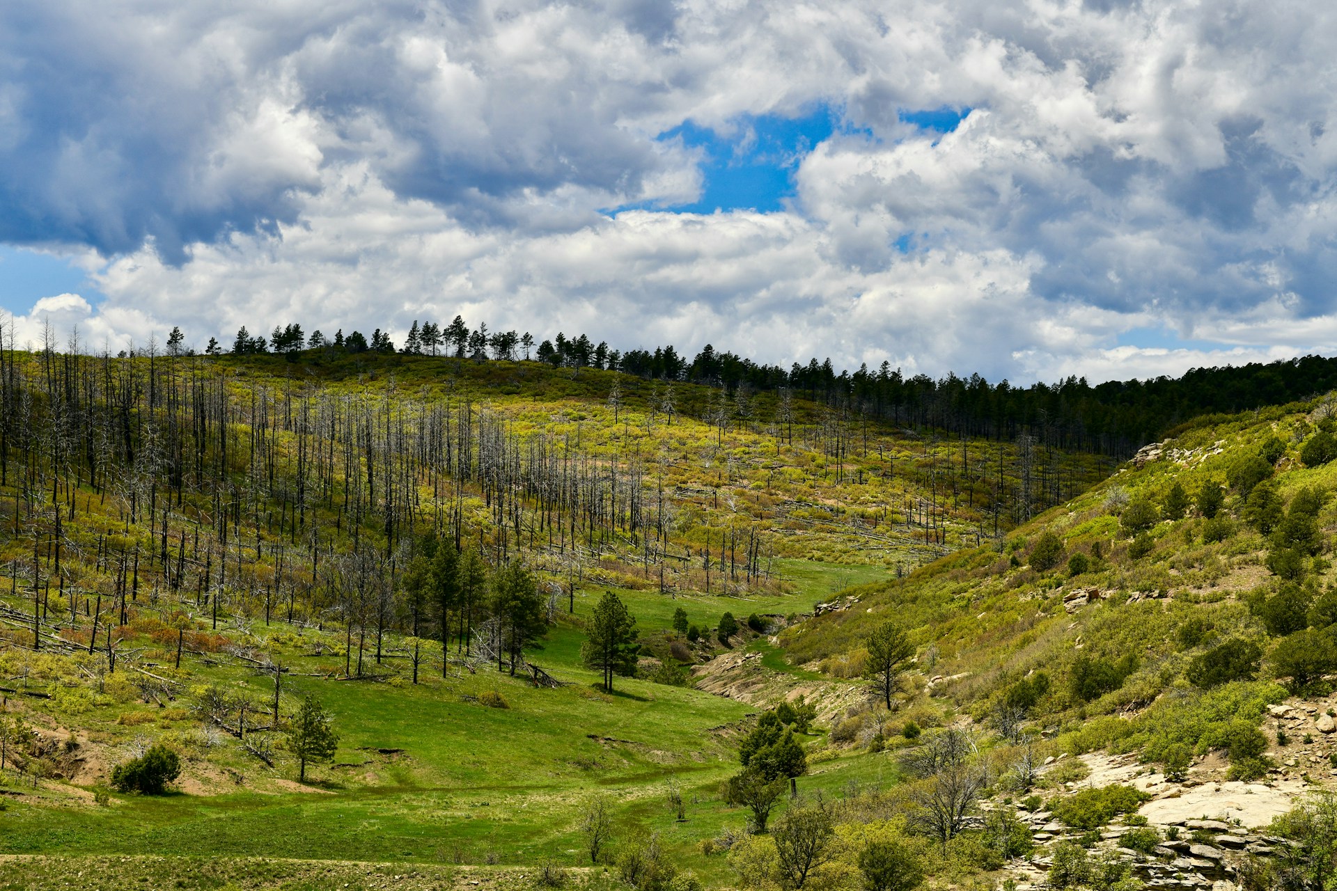 New Mexico