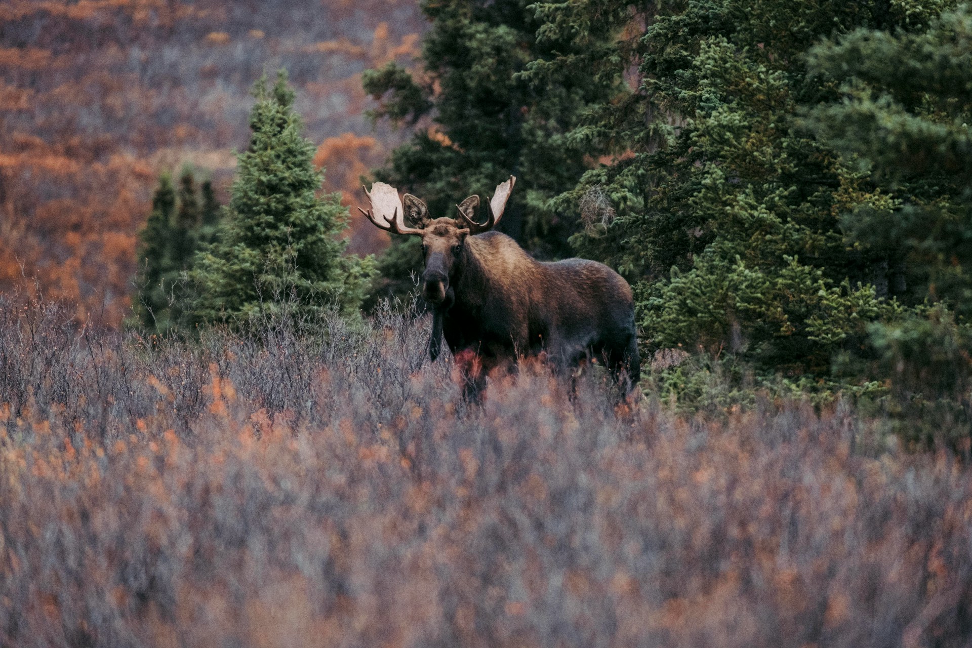 Tok, AK